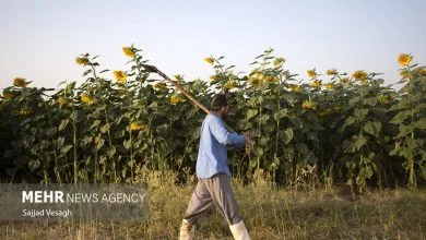 همسو اقتصادی
