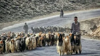 همسو اقتصادی