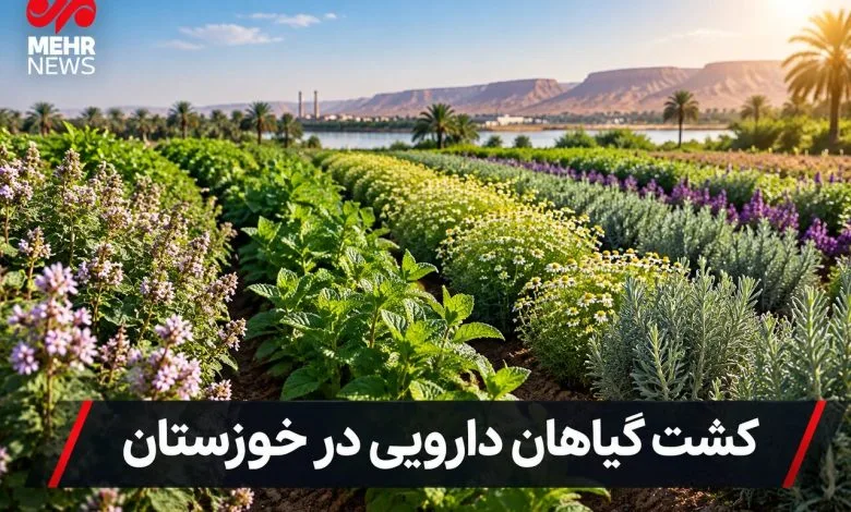 توسعه کشت گیاهان دارویی؛ راهبردی نو برای اقتصاد کشاورزی خوزستان