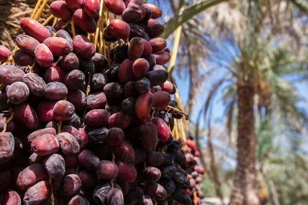 دپوی ۷ هزار کانتینر خرما در مرزها و ورود دادستانی به موانع صادراتی دپوی ۷ هزار کانتینر خرما در مرزها و ورود دادستانی به موانع صادراتی