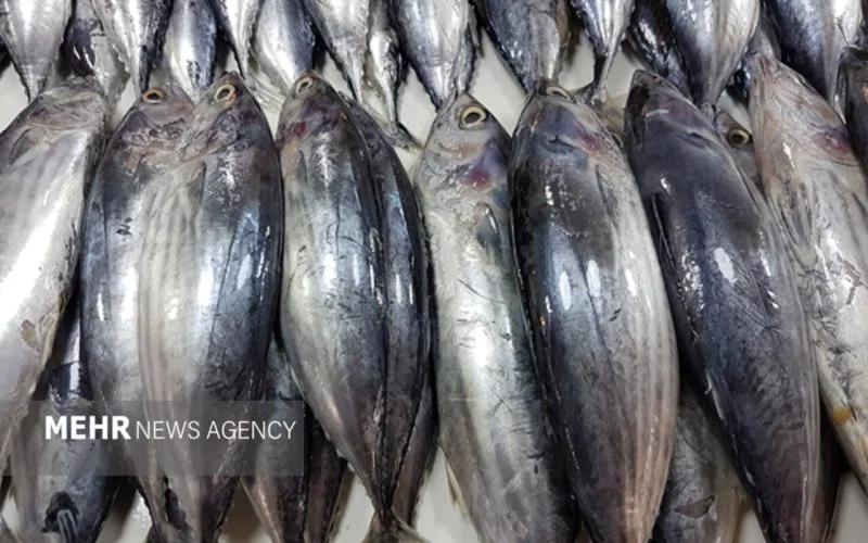 ثبت سفارش واردات ماهی تون از ۲۶ مهر