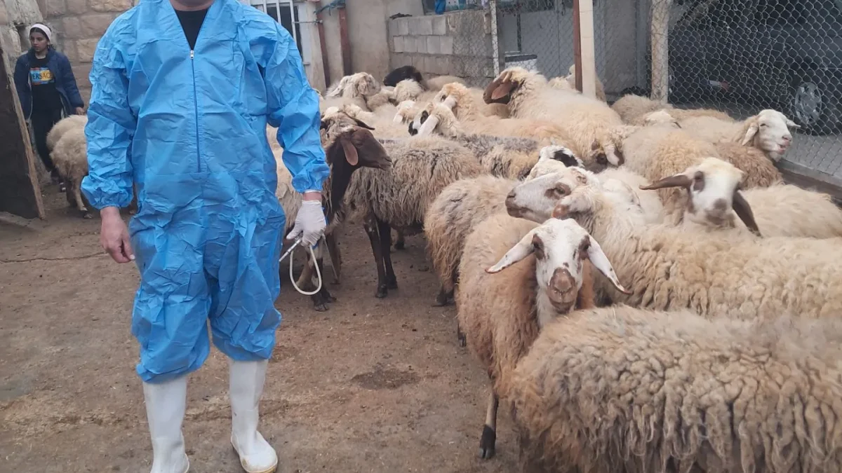 واکسیناسیون ۱۵۰۰ رأس دام در کوهدشت به همت گروه جهادی شهید جهان آرا